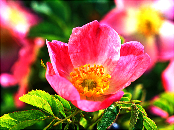 Rosehip Oil: Properties
